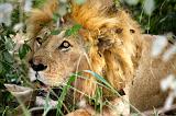 TANZANIA - Serengeti National Park - Leone maschio - 04